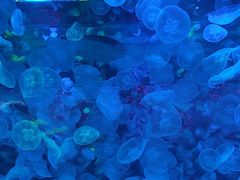-海合安青岛极地海洋公园