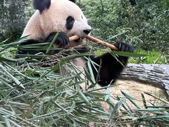 -中国大熊猫保护研究中心雅安碧峰峡基地