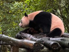 -都江堰中华大熊猫苑