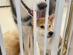 -共舞时光猫咖·狗咖(新街口店)