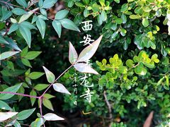 -西安青龙寺遗址景区