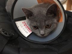 -艾贝尔宠物医院·24H转诊中心·肿瘤猫专科(江宁双龙店)