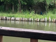 -溱湖国家湿地公园