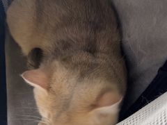 -达爱动物医院·犬猫分区·CT·复杂眼科(远洋山水分院)