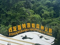 -西双版纳原始森林公园