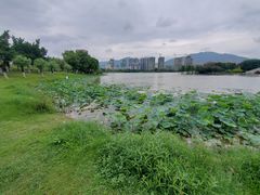 -飞来湖湿地公园