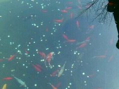 -普陀山慧济禅寺