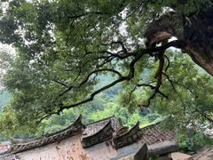 -杨家堂村
