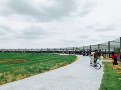 -盐城丹顶鹤湿地生态旅游区
