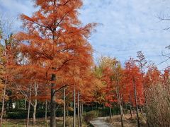 -昆山城市生态森林公园