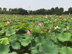 -武汉紫薇都市田园