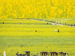 -光明小镇欢乐田园