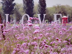 -北京东方普罗旺斯薰衣草庄园