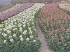 -径山花海