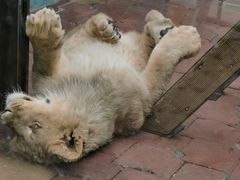 -大连森林动物园