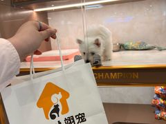 -翊宠yipet猫狗购宠庄园犬舍•猫舍