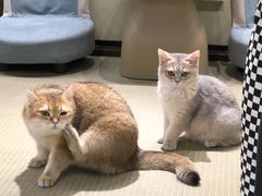 -逗柴咖啡屋·狗咖猫咖宠物桌游