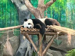 -灵玲国际马戏城