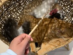 -飞行喵MR PILOT|猫舍·猫咖(静安大融城店)