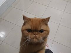 -爱侣宠医·鹦鹉专科·小型哺乳类·异宠专科(灵石路店)