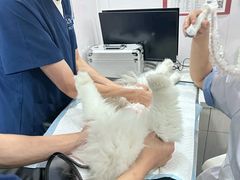 -博特宠物医院24h犬猫全科.骨科·异宠