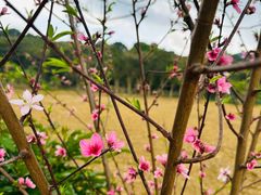 -清溪大王山森林公园