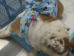 -达爱动物医院·犬猫分区·CT·复杂眼科(远洋山水分院)