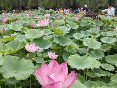-莲花池公园