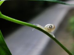 -鱼意寿司(钟村分店)