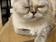 -Heymao猫咖.咖啡厅(东门店)