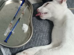 -千城康桥宠物医院·猫科·骨科·心脏