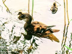 -朝阳公园