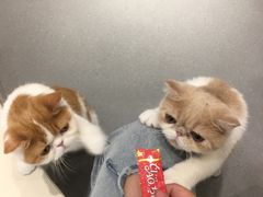-飞行喵MR PILOT|猫舍·猫咖(静安大融城店)
