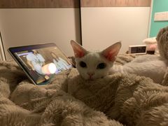 -70cat德文卷毛猫·缅因猫纯种猫舍