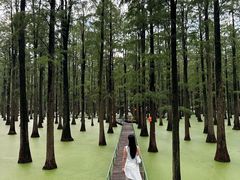 -渌洋湖湿地公园