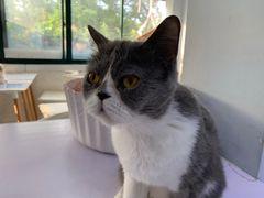 -喵的天空名猫咖啡馆·撸猫·猫舍·用品