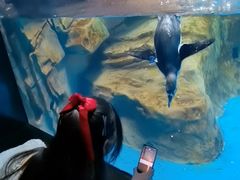-海合安武汉极地海洋公园