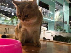 -猫小院猫主题餐厅(三里屯店)