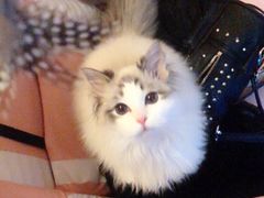 -Pets First伊珊娜洗护·精致美容·家庭式寄养(新会路店)