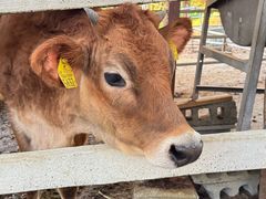 -神户市立六甲山牧场