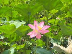 -莲花池公园