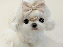 -萌宠之家·腊肠犬·马尔泰·小体犬舍