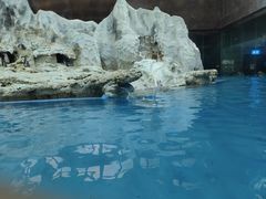 -帝企鹅自助餐厅•儿童岛•真企鹅(长隆企鹅酒店)