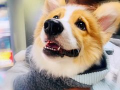 -Goku PET SHOP宠物视觉生活馆(双井店)