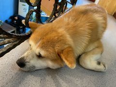 -喜柴咖啡·柴犬狗咖