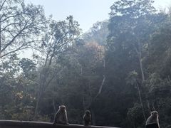 -西双版纳原始森林公园