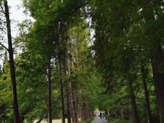 -上海滨江森林公园