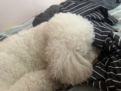 -金三可市井水煮鱼(金碧园店)