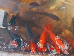 -冯记白土岗辣子鸡