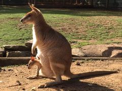 -费瑟代尔野生动物园